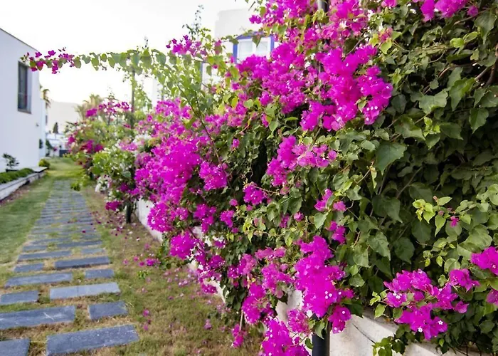 A'la Grand * 博德鲁姆